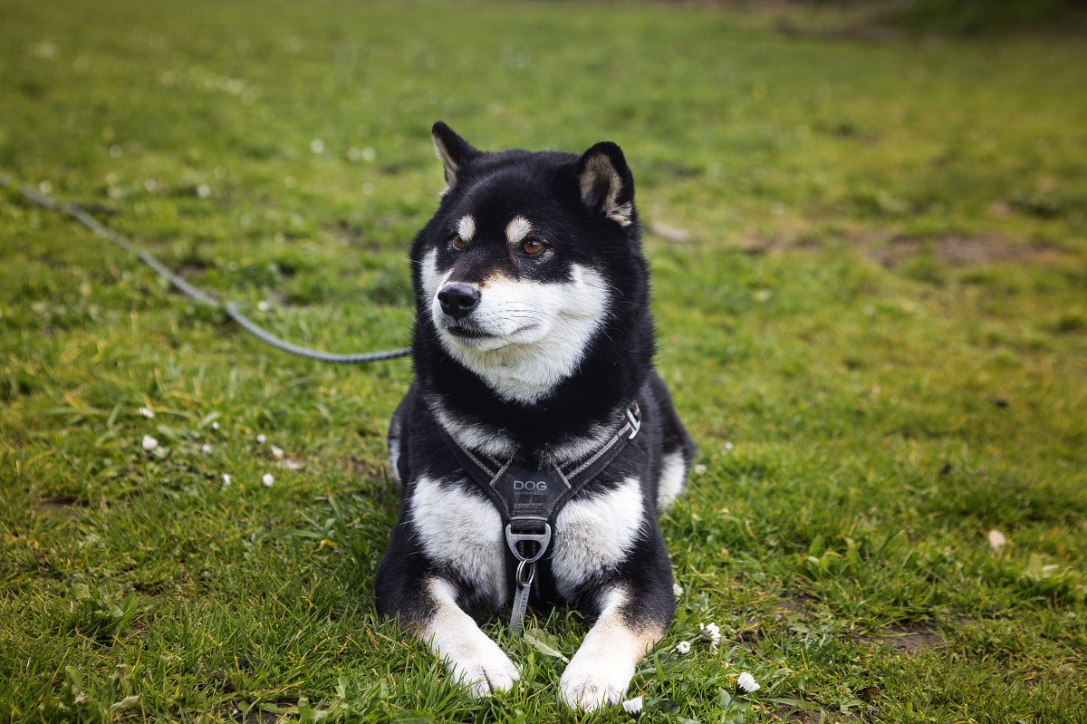 Service : Faut-il créer un parc à chiens dans le XVème arrondissement Sud de Paris&nbsp;?