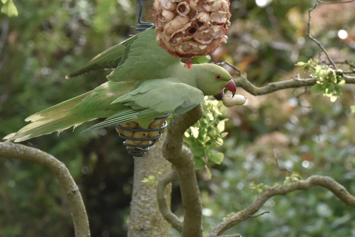 Environnement : les perruches à collier envahissent le&nbsp;15ème.