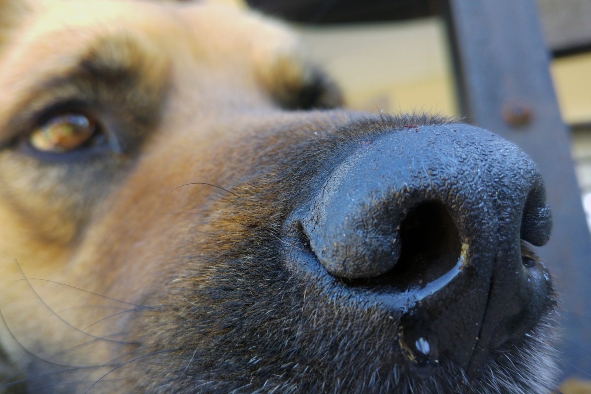 Alerte : une épidémie de toux du chenil sévit dans le quinzième et en Île de&nbsp;France.