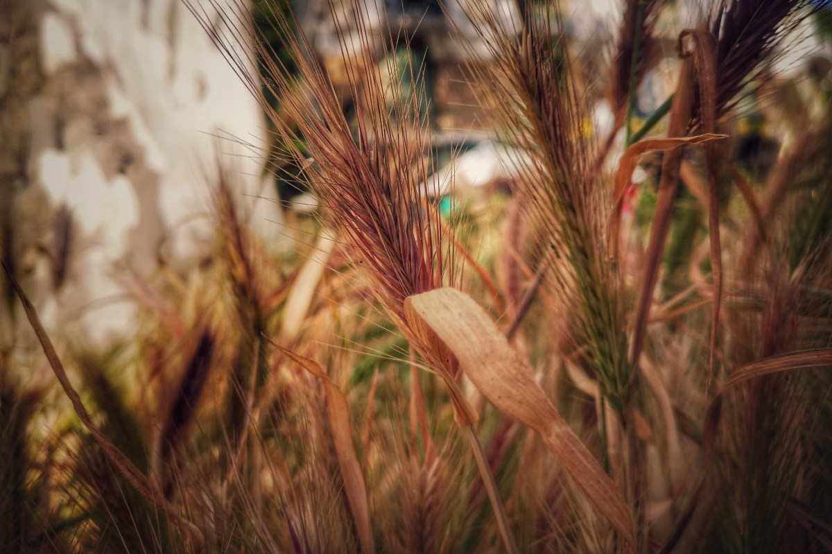 Chiens : le danger très réel des&nbsp;épillets.