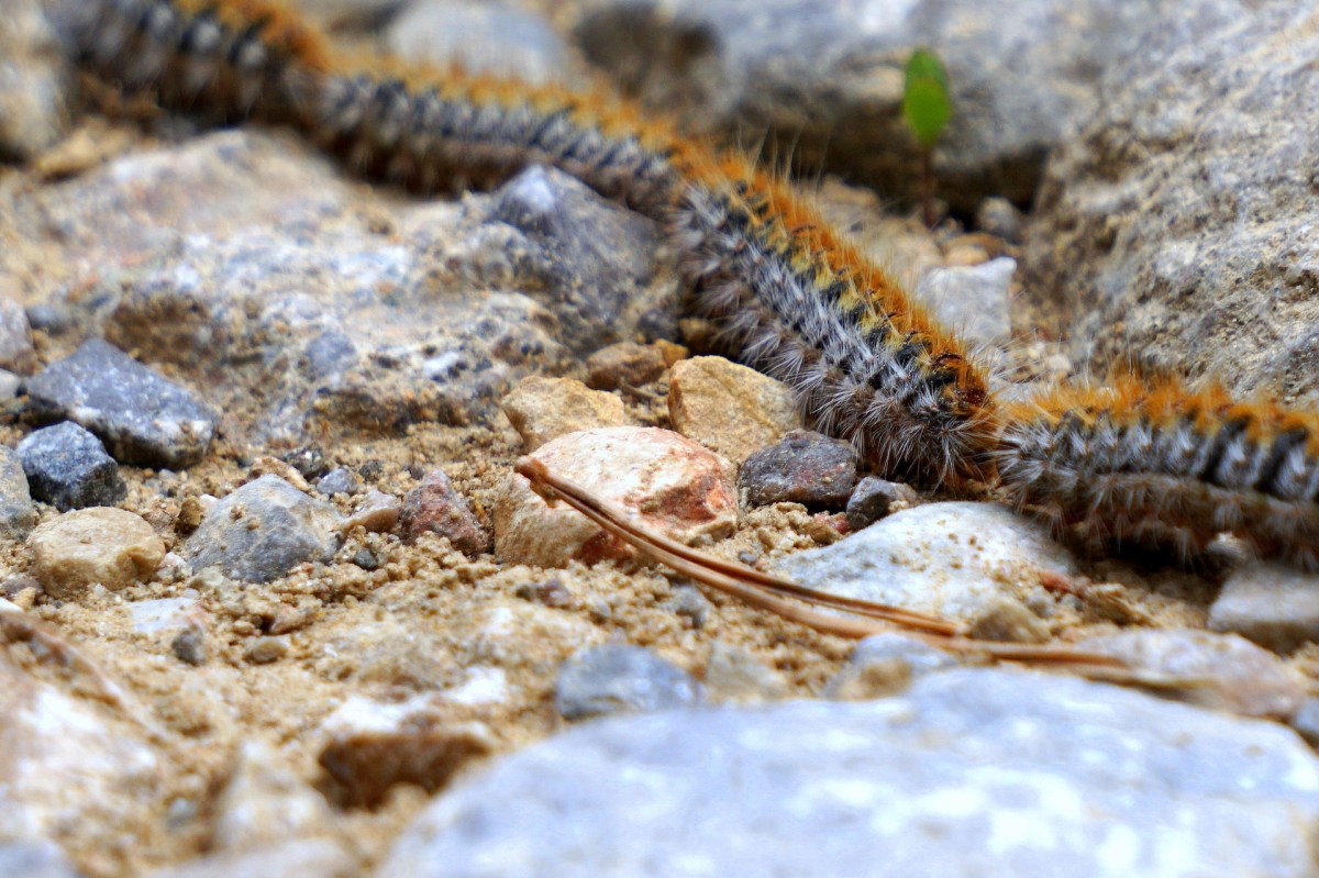 Chiens : Le danger mortel des chenilles processionnaires !