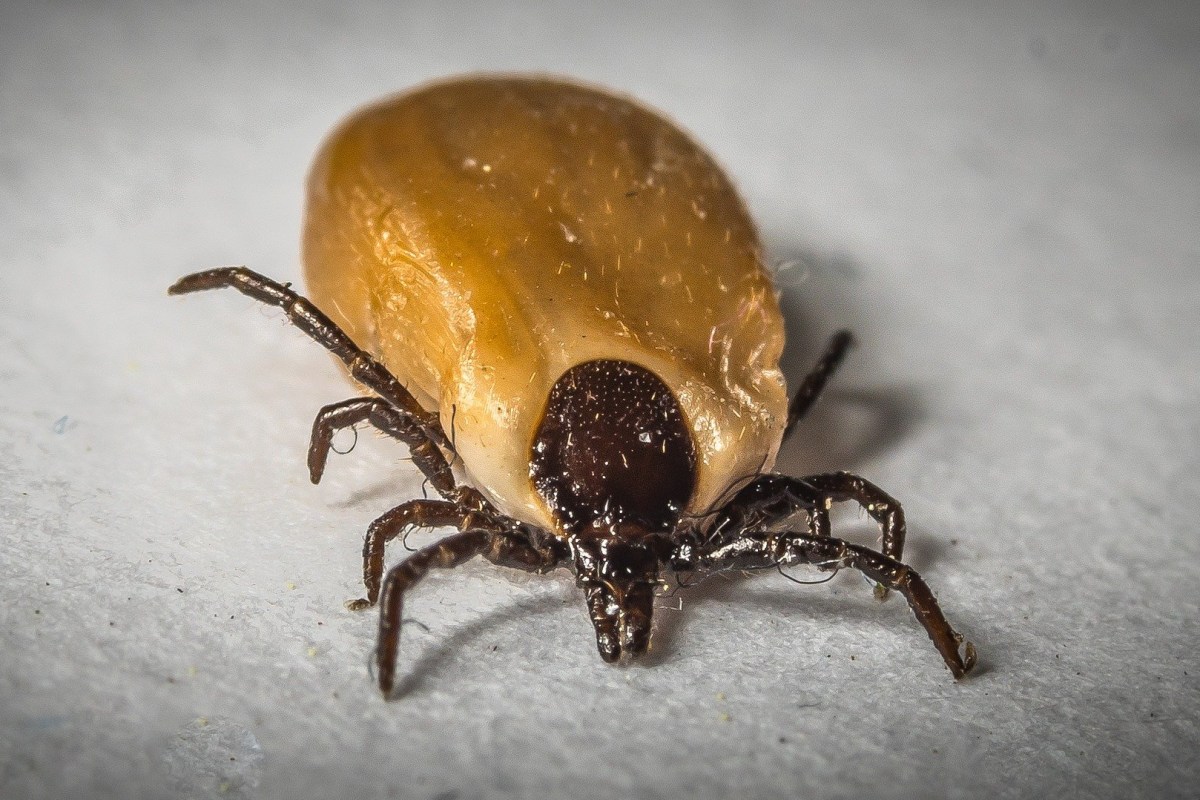 Chiens : attention, aux tiques dans le&nbsp;15ème!