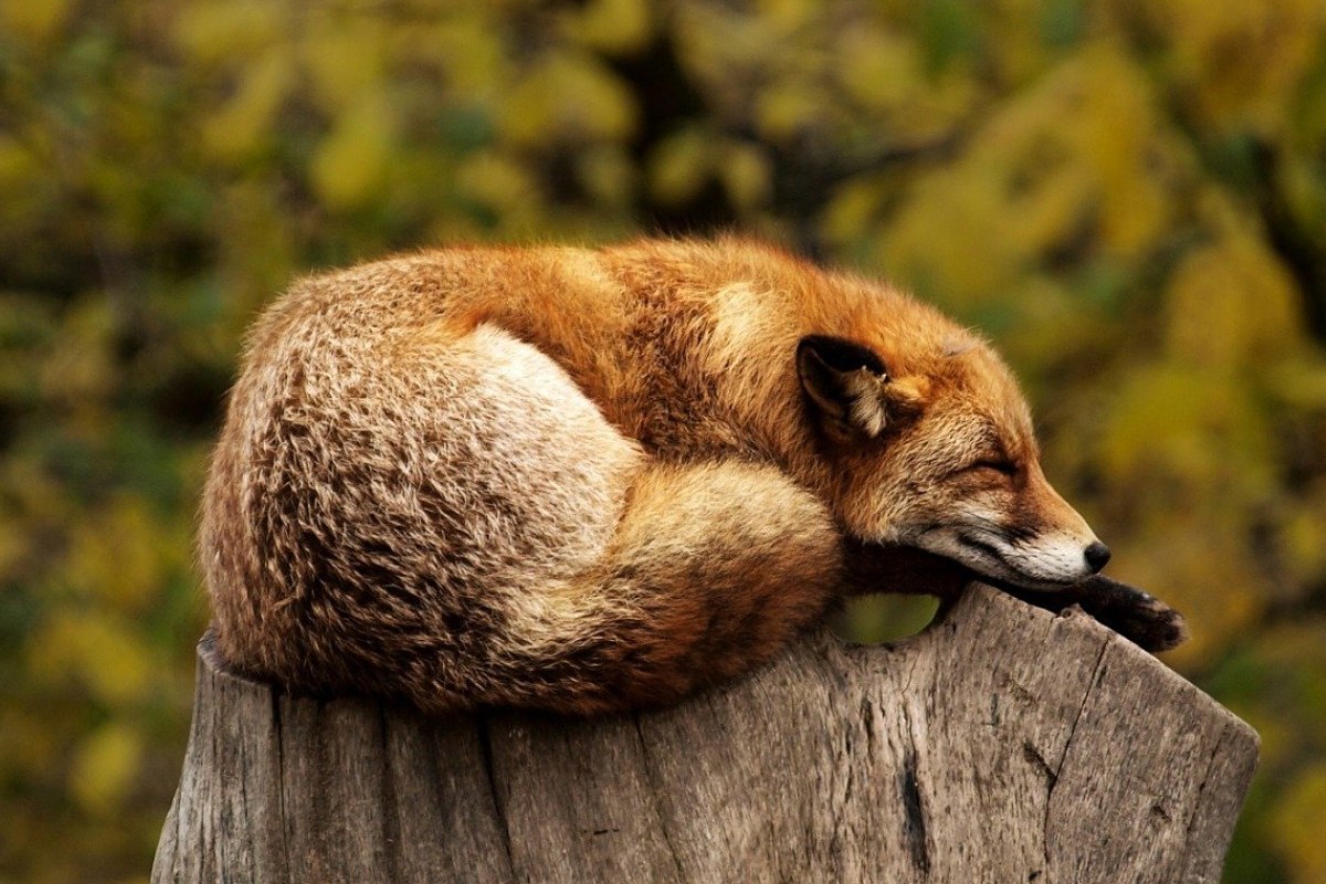 Environnement : oui, il y a bien des renards sur la Petite&nbsp;Ceinture